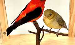 Ruffed Grouse or Scarlet Tanager: Debating the Pennsylvania State Bird