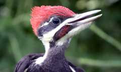 2023 Point Counts at Powdermill Avian Research Center