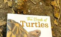 Turtle-Centered Learning