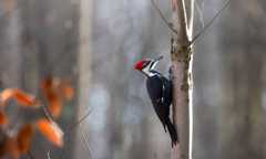 2023 Rector Christmas Bird Count Results