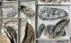 Oysters Swim Towards a Siren Soundscape