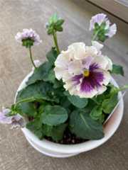 f:id:Magnoliarida:20201228102204j:image