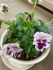 f:id:Magnoliarida:20201228102207j:image