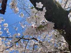 f:id:Magnoliarida:20210324133649j:image