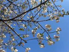 f:id:Magnoliarida:20210324133655j:image