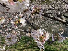 f:id:Magnoliarida:20210324133830j:image