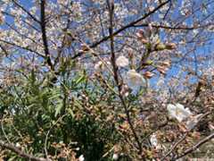 f:id:Magnoliarida:20210324133833j:image