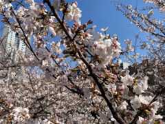 f:id:Magnoliarida:20210324133840j:image