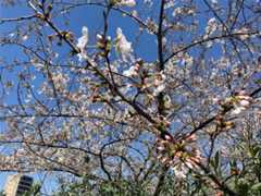 f:id:Magnoliarida:20210324133843j:image