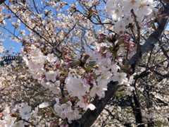 f:id:Magnoliarida:20210324133848j:image