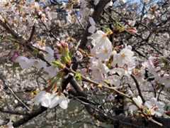 f:id:Magnoliarida:20210324133904j:image