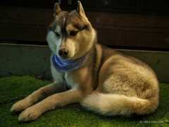 f:id:OKP:20170111124053j:plain