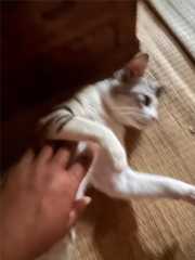 f:id:Tama-kerne:20250925224144j:image f:id:Tama-kerne:20250925224144j:image