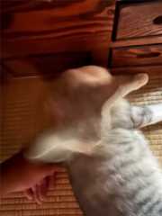 f:id:Tama-kerne:20250925224202j:image f:id:Tama-kerne:20250925224202j:image