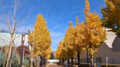 f:id:comet-san:20251128124710j:image f:id:comet-san:20251128124710j:image