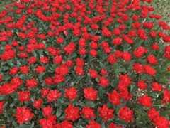 f:id:goldhead:20200322154237j:plain