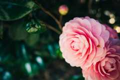 f:id:gorotaku:20190315132309j:plain f:id:gorotaku:20190315132309j:plain