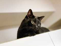 f:id:gorotaku:20190920234127j:plain f:id:gorotaku:20190920234127j:plain