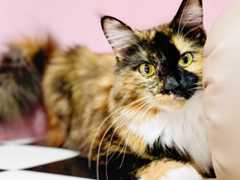 f:id:gorotaku:20190921152900j:plain f:id:gorotaku:20190921152900j:plain