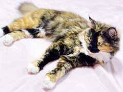 f:id:gorotaku:20190921154525j:plain f:id:gorotaku:20190921154525j:plain