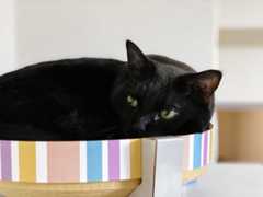 f:id:gorotaku:20190921181456j:plain f:id:gorotaku:20190921181456j:plain