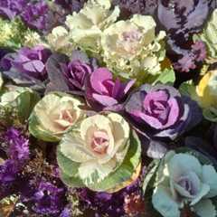 f:id:haitoukenkyu:20251114183039j:image