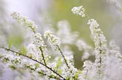 f:id:hana7_1111:20220327164411j:plain