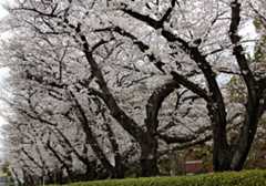 f:id:hana7_1111:20220327164448j:plain