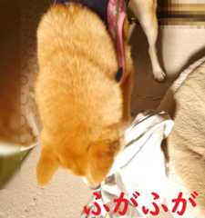 f:id:hanatara:20200830094215j:plain