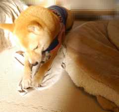 f:id:hanatara:20200830094330j:plain