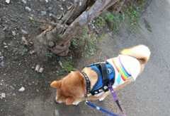 f:id:hanatara:20210627133200j:plain