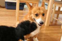 f:id:hatenacinnamon:20070711224603j:image