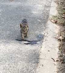 f:id:hayashi_77:20151029083955j:plain f:id:hayashi_77:20151029083955j:plain