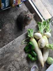 f:id:hayashi_77:20151220003232j:plain f:id:hayashi_77:20151220003232j:plain