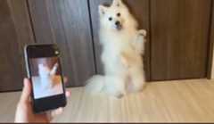 f:id:hinode_shinshi:20211015012803j:plain