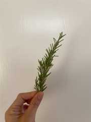 f:id:hitotoshoku:20241218124942j:image f:id:hitotoshoku:20241218124942j:image