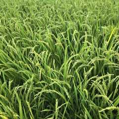 f:id:koemusic:20240908174146j:image