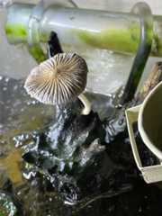 f:id:ncc1701f:20251111083701j:image