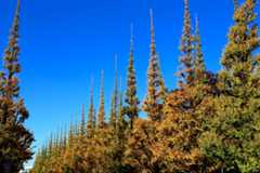 f:id:ornith:20151211183032j:plain