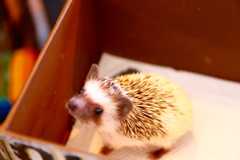 f:id:ornith:20160503111147j:plain