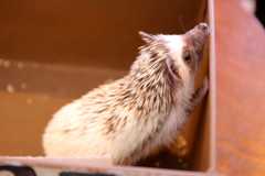 f:id:ornith:20160503111154j:plain