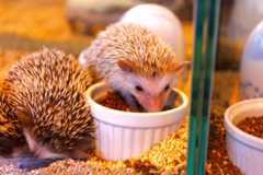 f:id:ornith:20160503111159j:plain