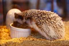 f:id:ornith:20160503111202j:plain