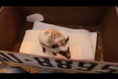 f:id:ornith:20160503135022g:plain