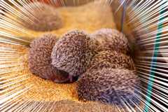 f:id:ornith:20160503174557j:plain