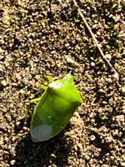 f:id:pandros:20251208180329j:image