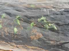 f:id:pandros:20251209181448j:image