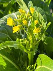 f:id:pandros:20251216123147j:image