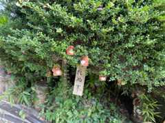 f:id:potipotikou:20250808194143j:image