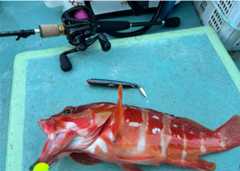 f:id:supemaru:20250722062145j:image f:id:supemaru:20250722062145j:image